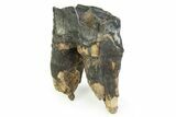 Fossil Woolly Rhino (Coelodonta) Tooth - Siberia #350936-1